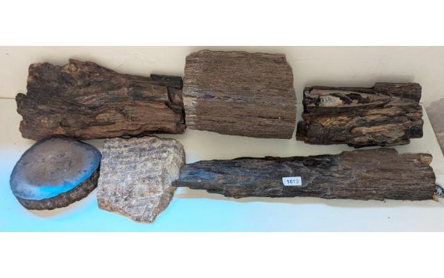 5, Prehistoric petrified tree trunks